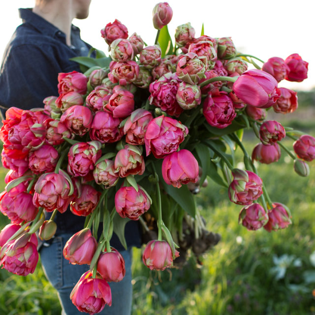 Plant tulips now for beautiful spring blooms Floret Flowers