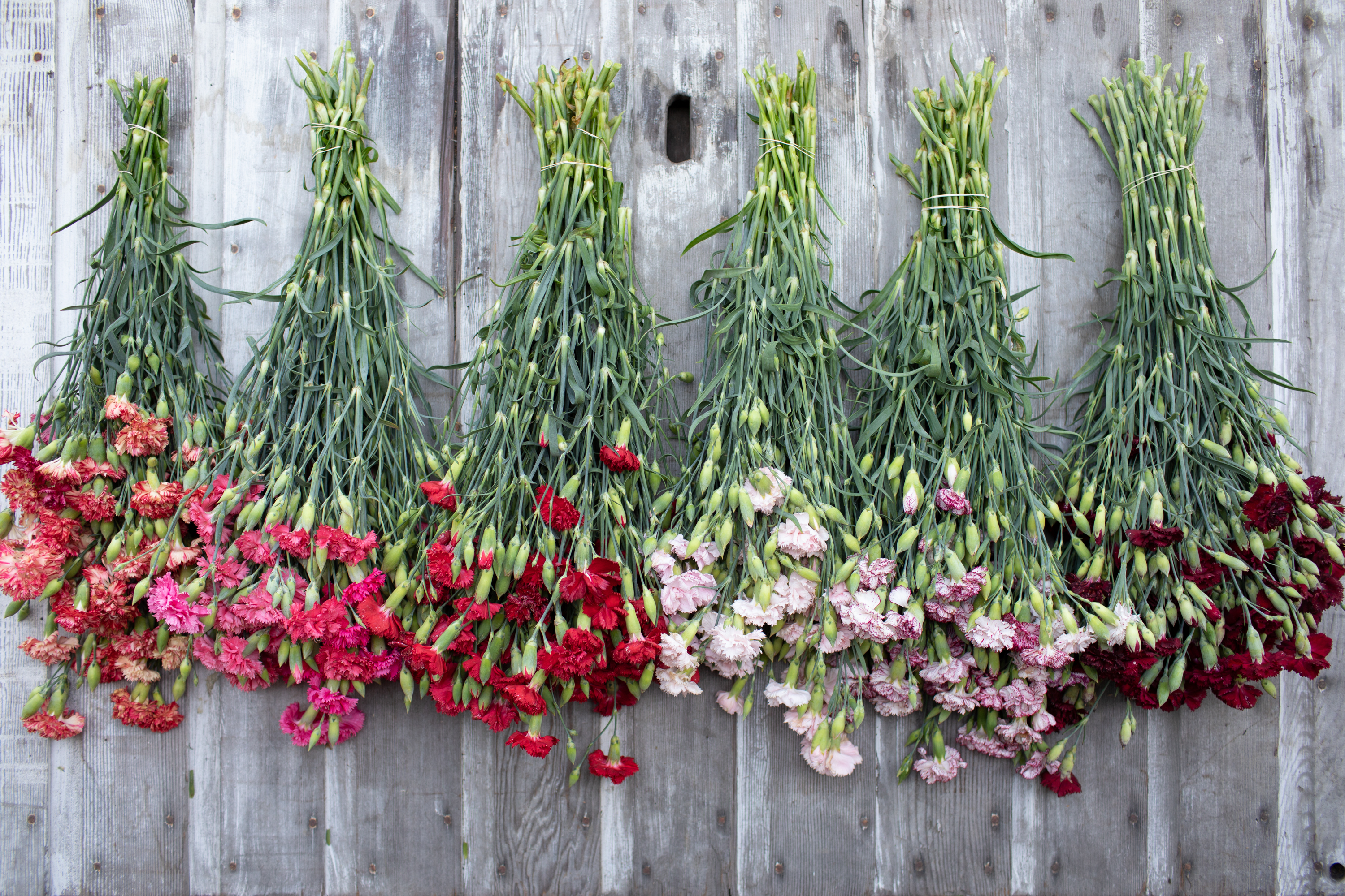 Pink Carnations - Farm Direct Fresh Cut Flowers - 100 Stems 