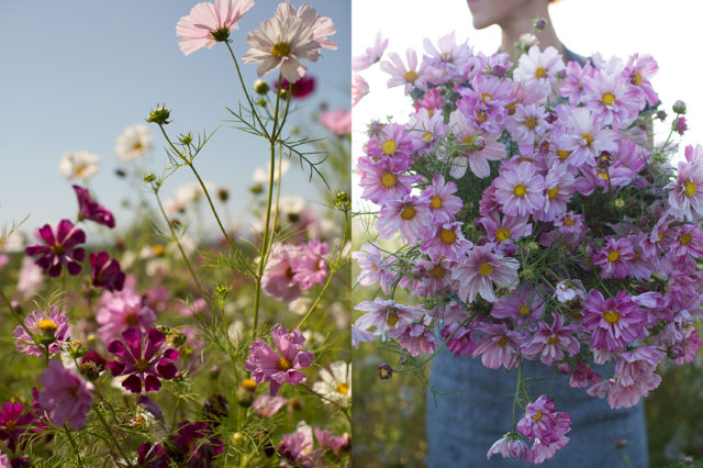 Armload of cosmos flowers at Floret Flower Farm 