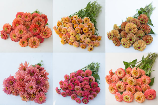 Six square collage of peach, salmon, and coral zinnias