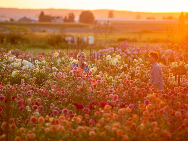Growing Floret - Floret Flowers