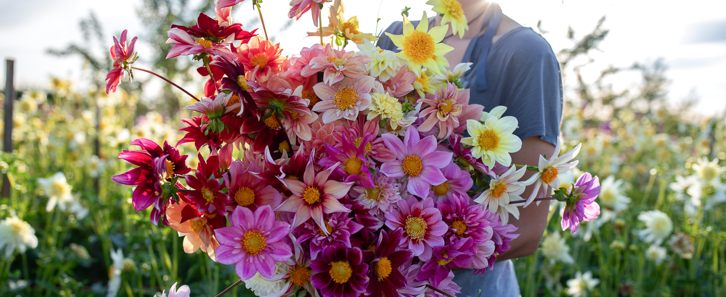 How to Grow Dahlias from Seed Floret Flowers