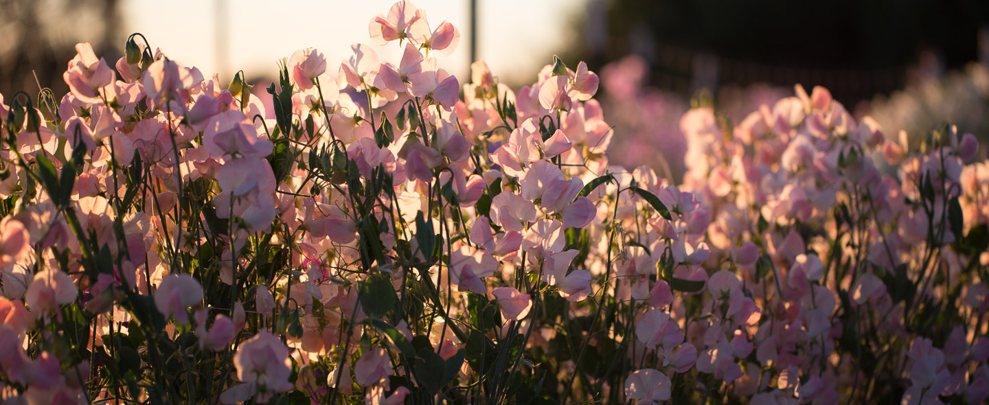 Floret Farmer-Florist Collective Closed - Floret Flowers, image size:1440x590