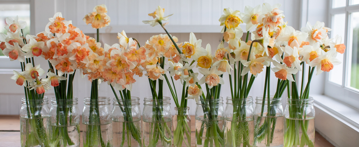 Daffodil Collection Update