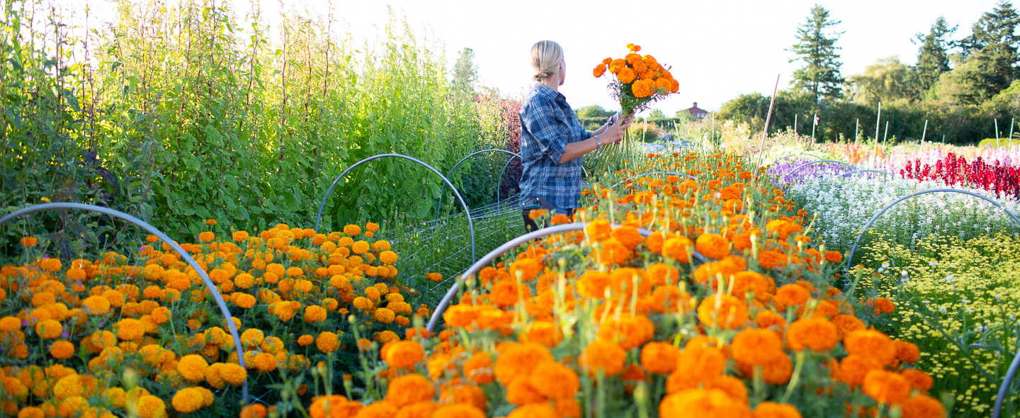 The Humble Marigold