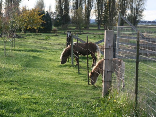 Ponies in a pasture