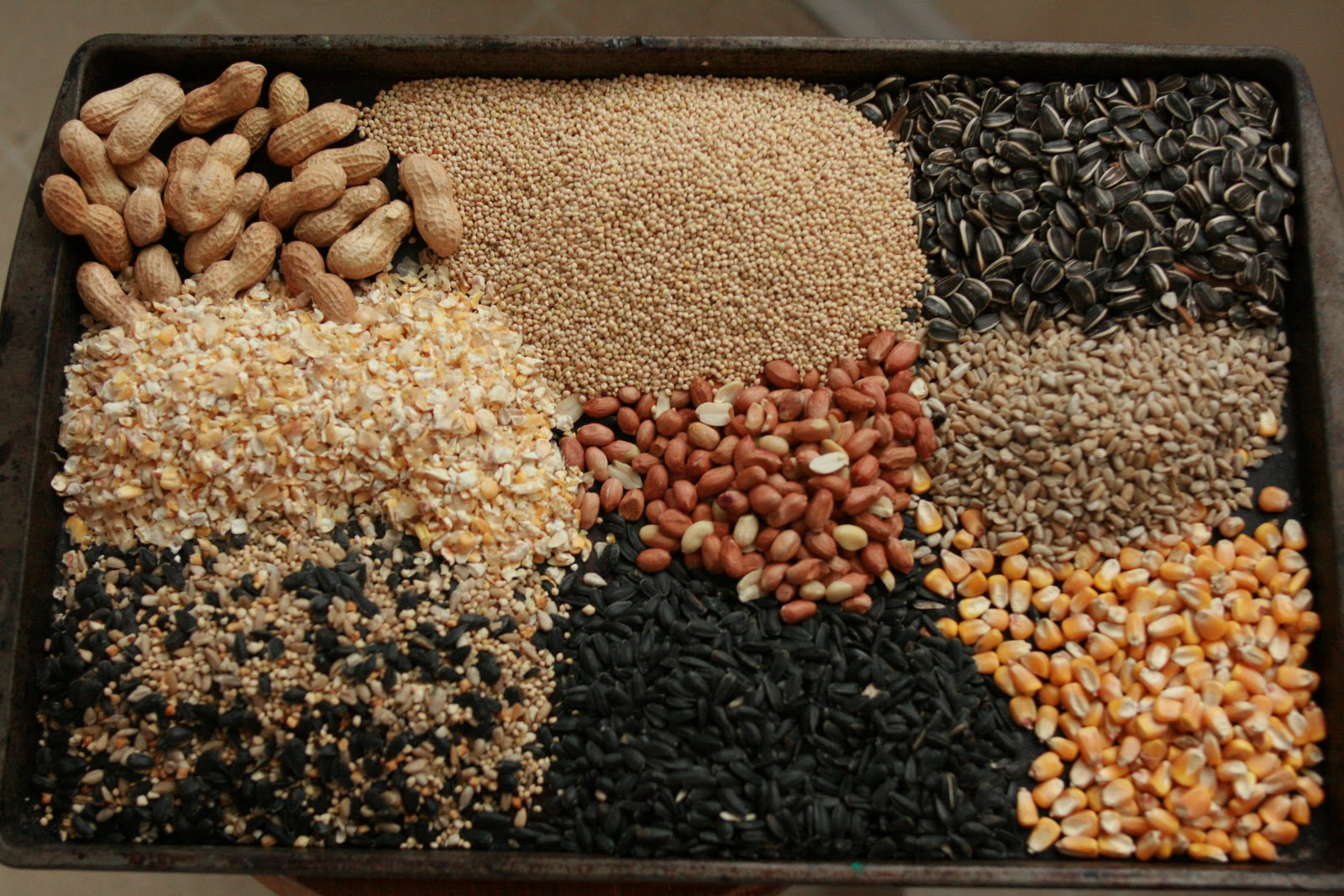 A tray with various types of birdseed