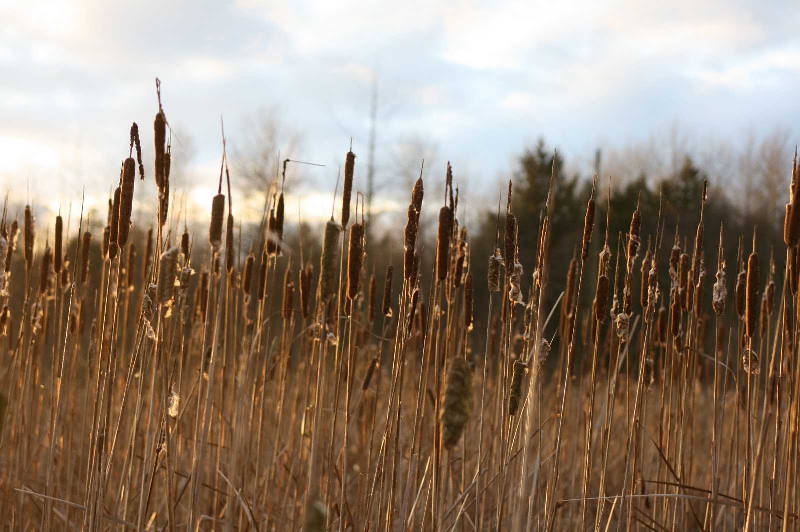 Cattails