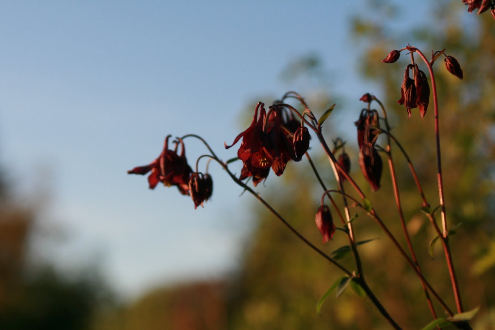 Columbine flowers