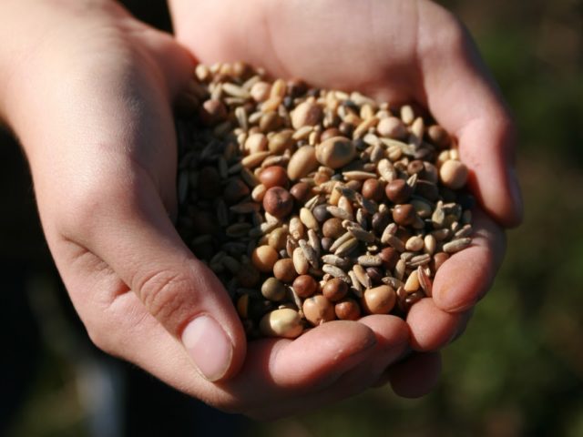 A handful of cover crop seeds