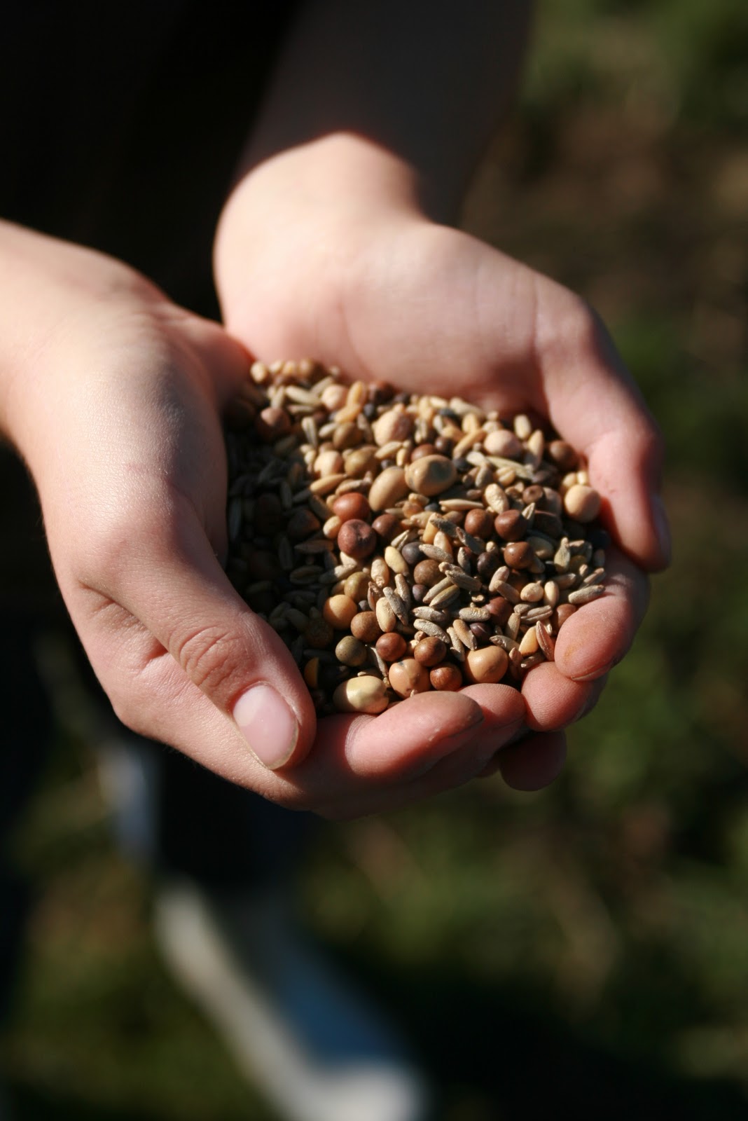 A handful of cover crop seeds