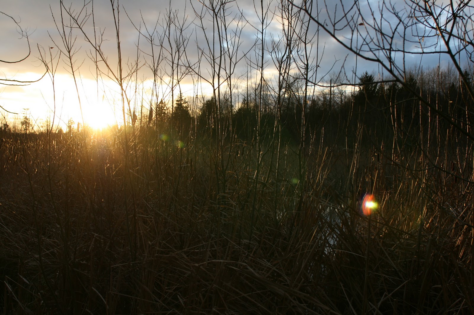 A tangle of branches at sunset