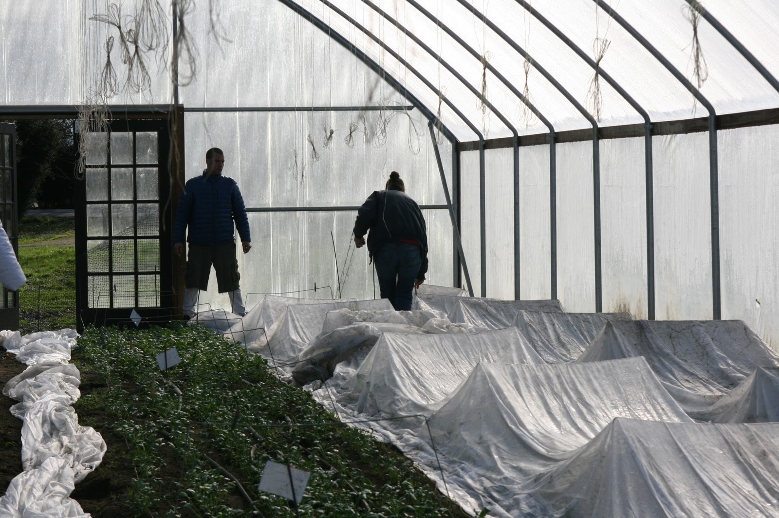 Erin and Chris Benzakein covering plants with frost cloth