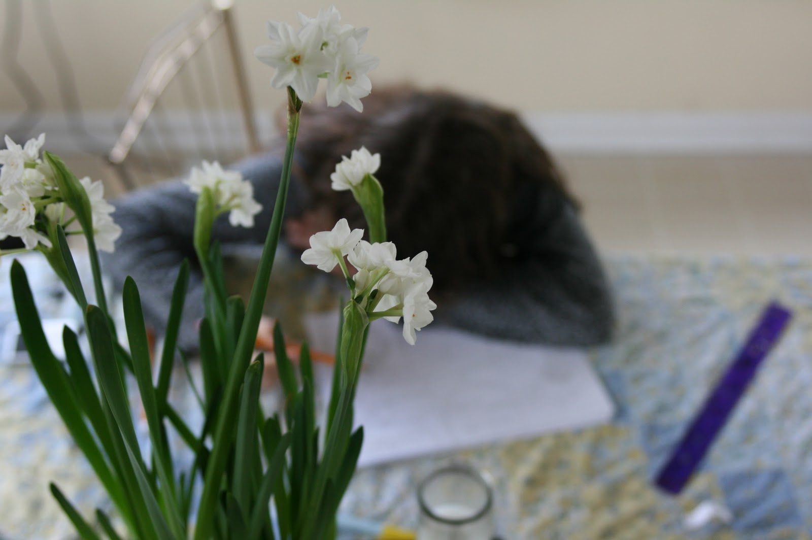 White narcissus on a table