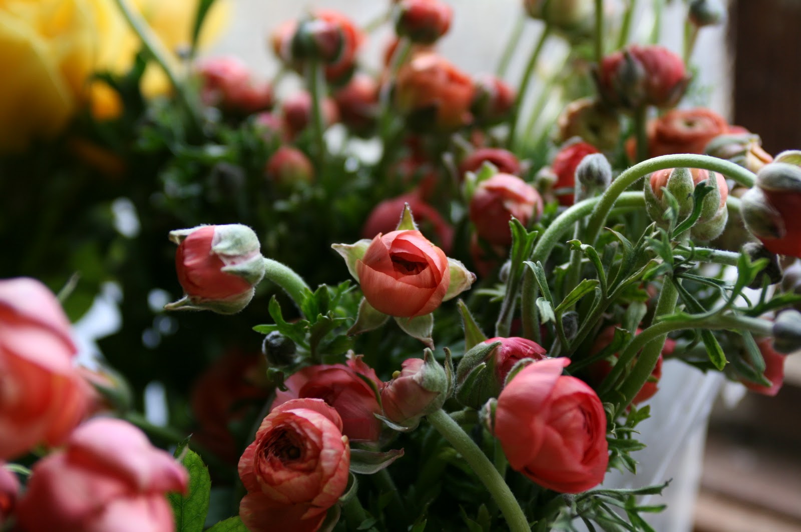 A bucket of ranunculus