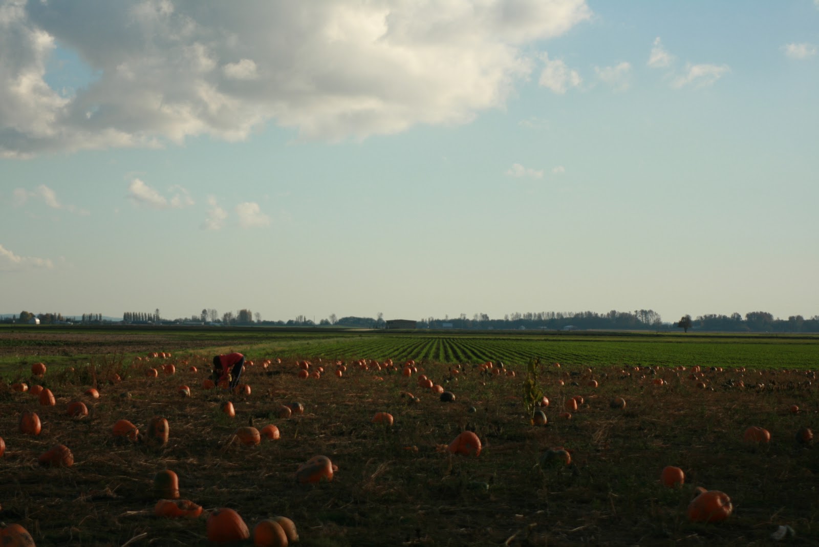 A field of pumpkins