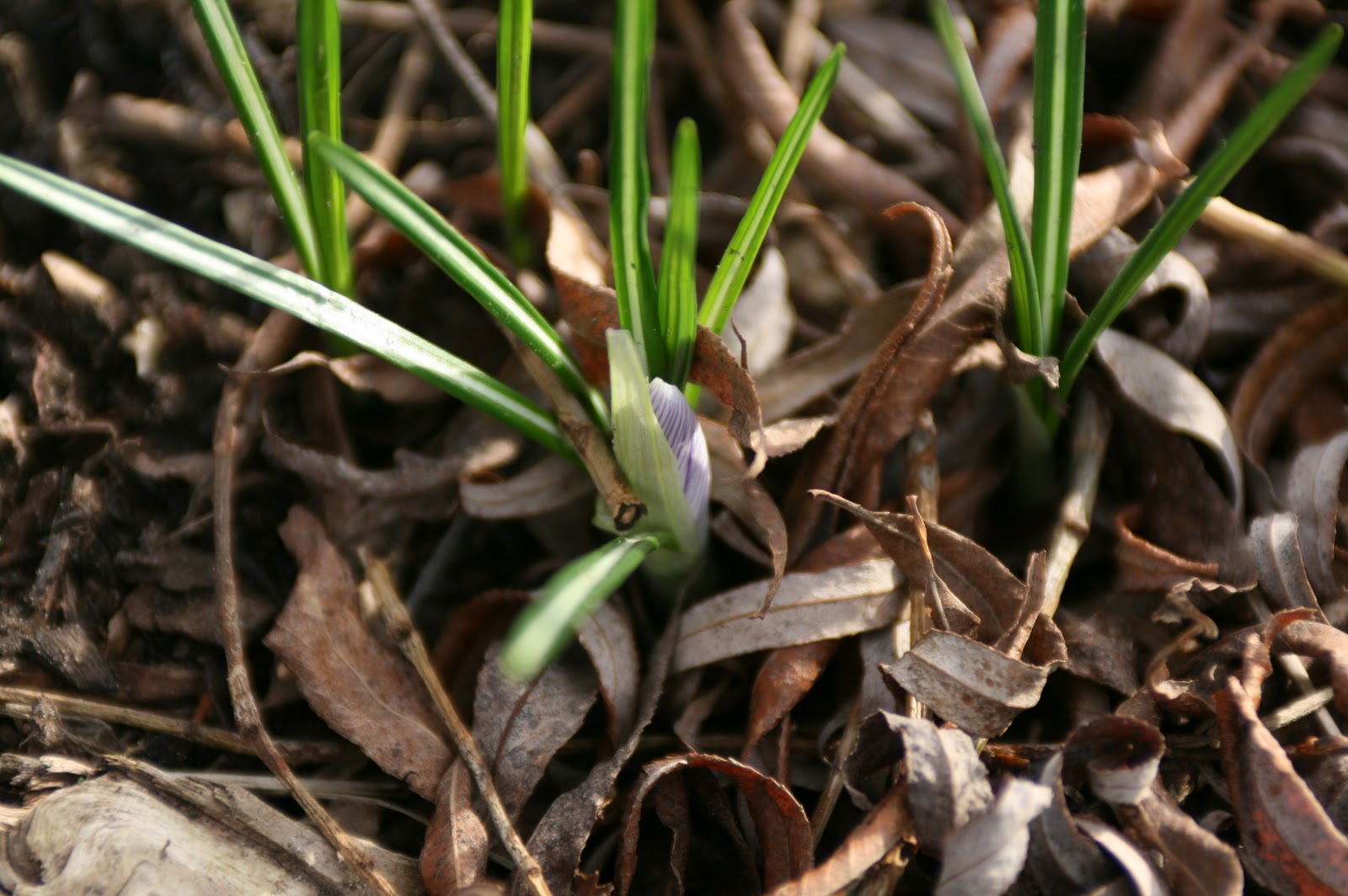 Crocus flower about to bloom