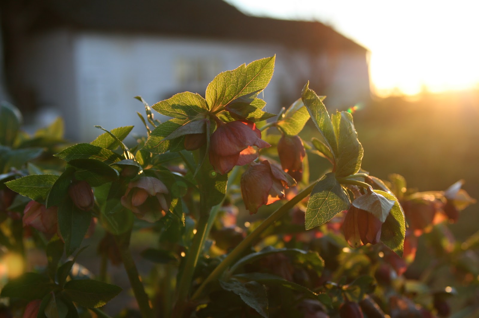 Hellebore flowers