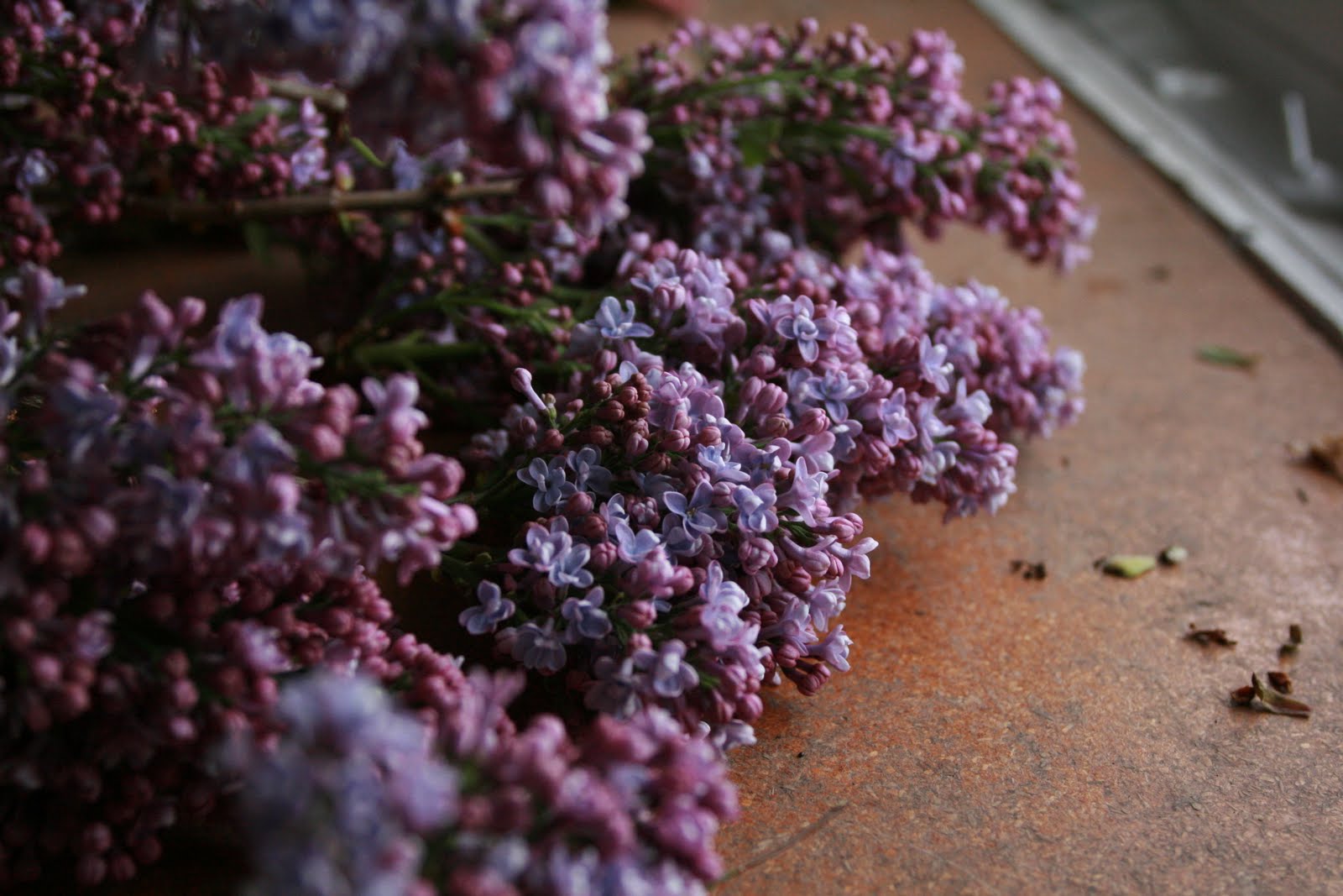 Lilac flowers