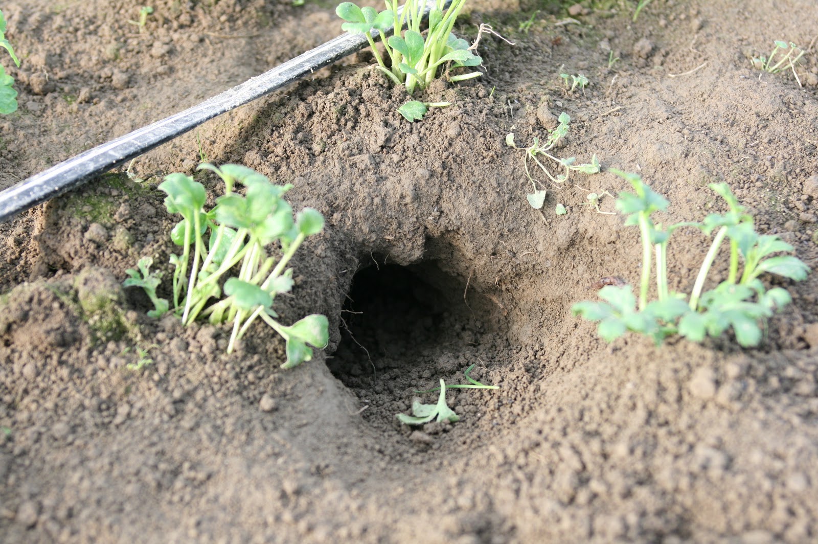 A rodent burrow