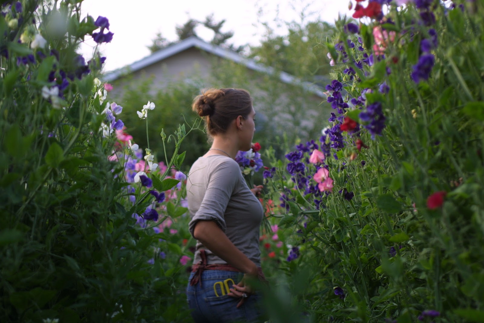 Erin Benzakein harvesting sweet peas
