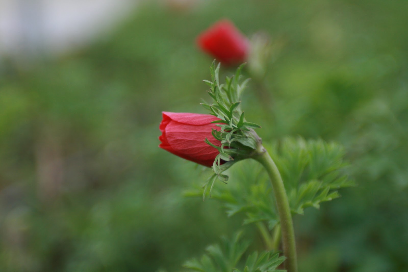 A red anemone flower