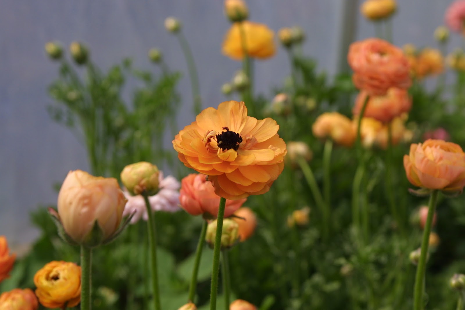 Orange flowers growing
