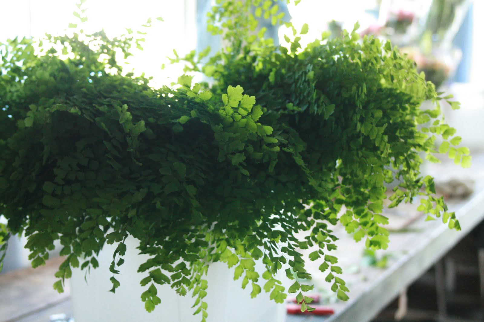 Buckets of maiden hair fern