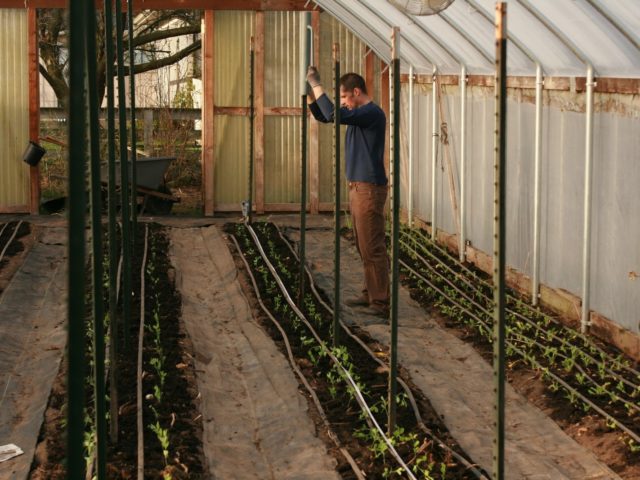 Chris Benzakein placing posts in a greenhouse