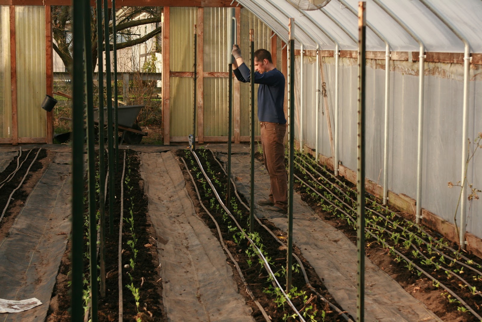 Chris Benzakein placing posts in a greenhouse