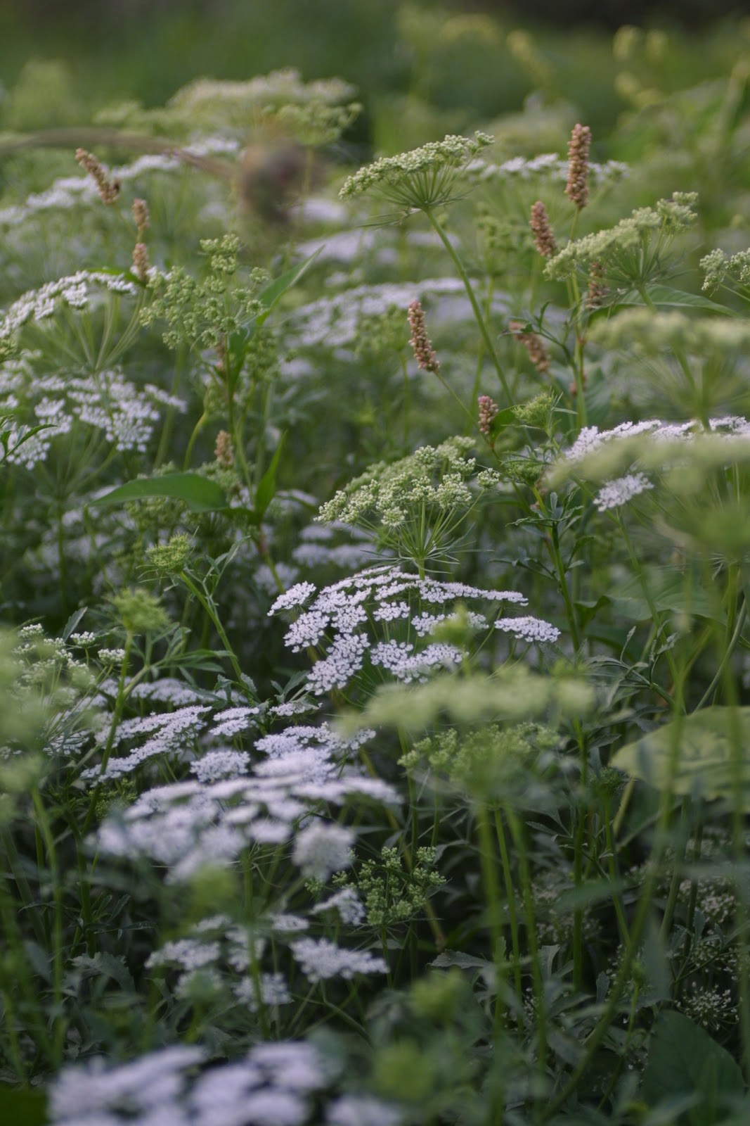 Queen Anne's Lace growing in the field