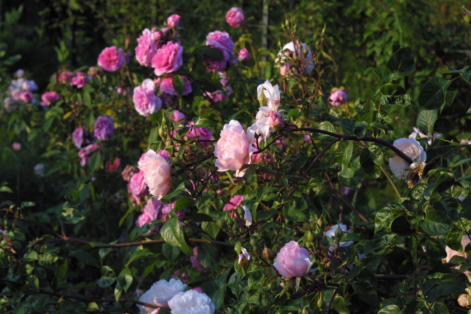 Roses growing in the field