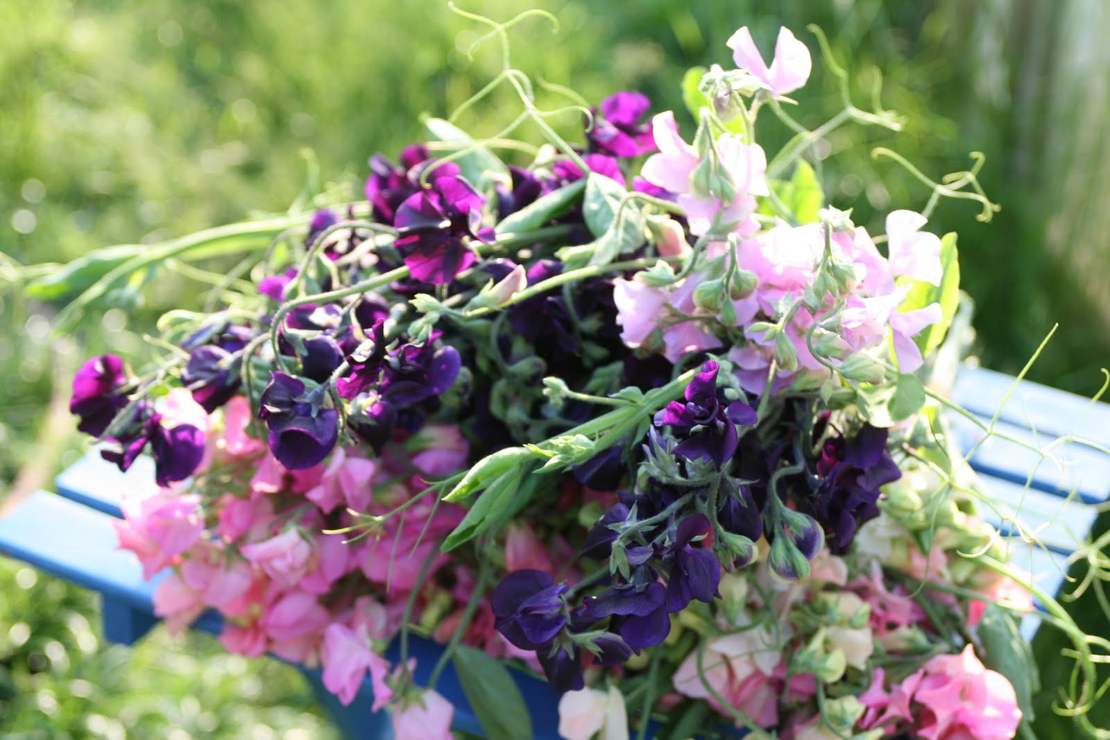Sweet peas on outdoor table