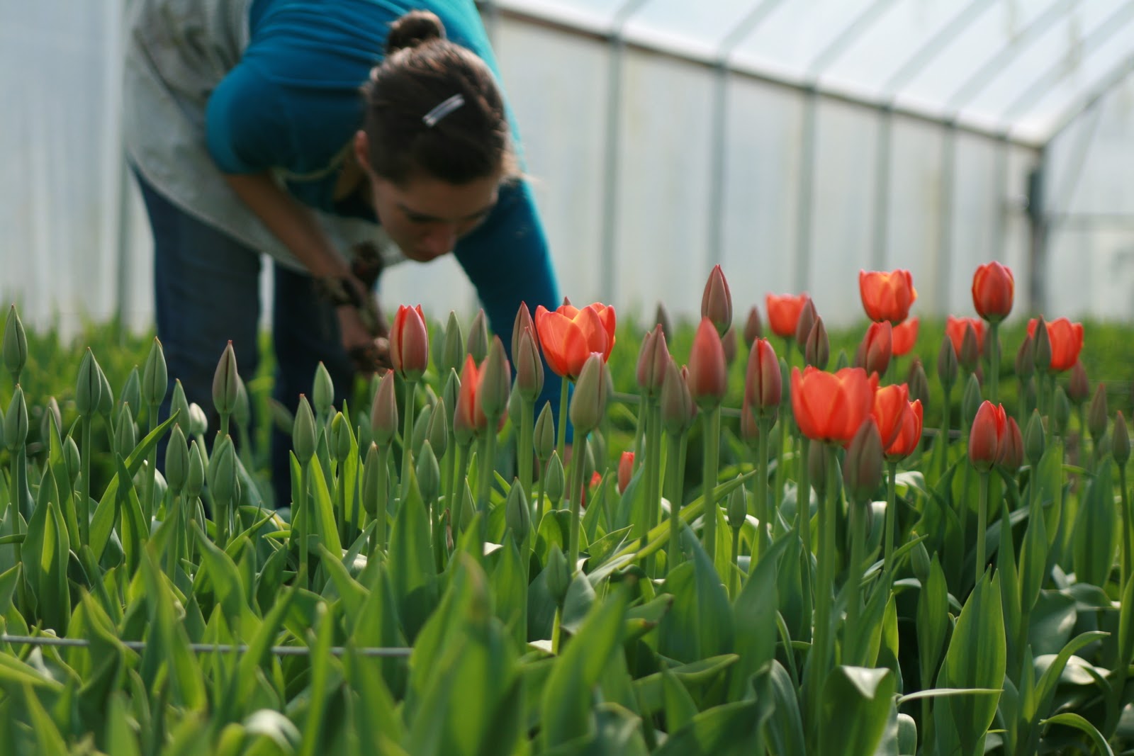 Erin Benzakein harvesting tulips