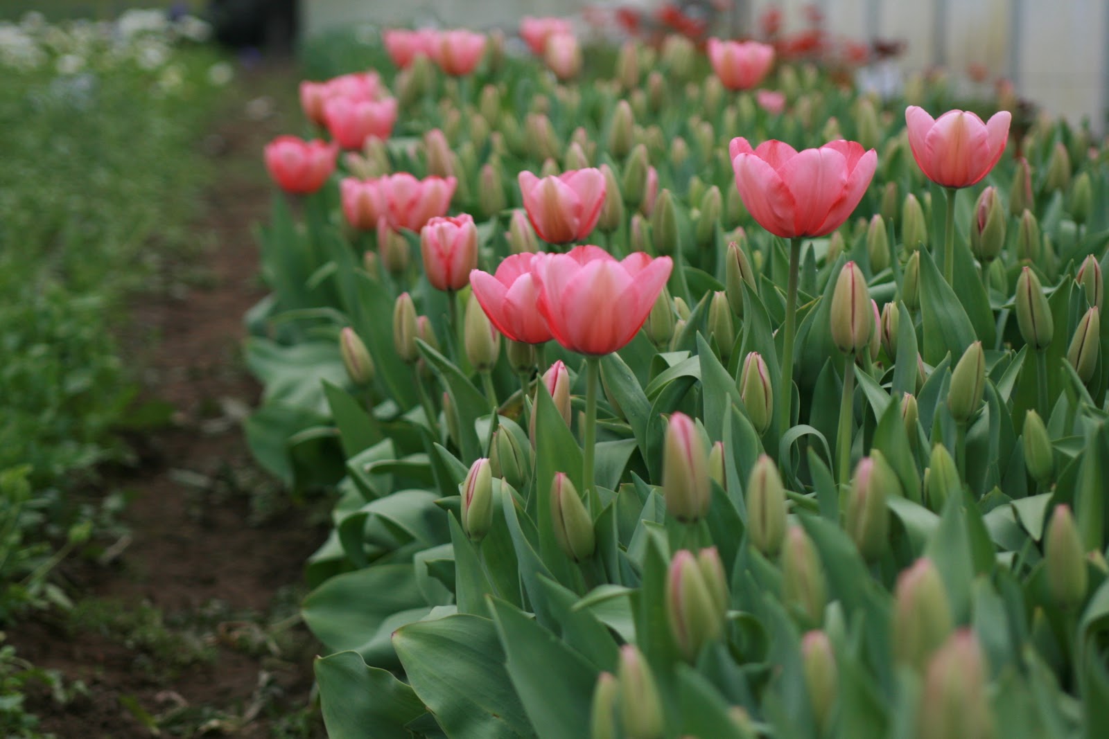 Tulips growing in the greenhouse