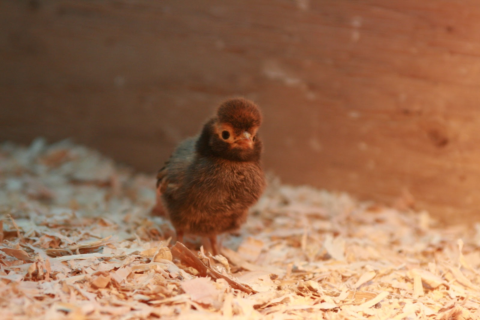 A baby chick