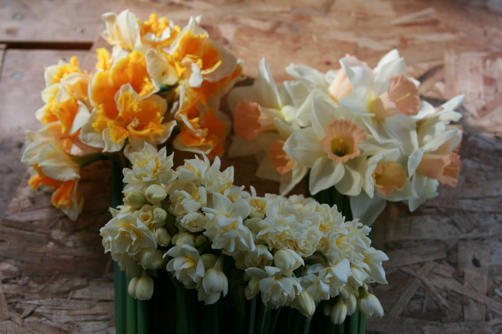 Bunches of narcissus