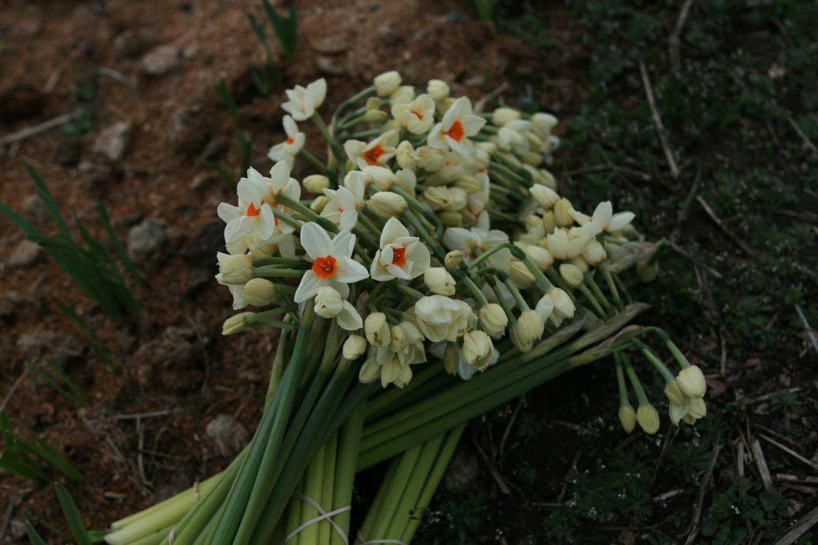 Narcissus Floret Flowers