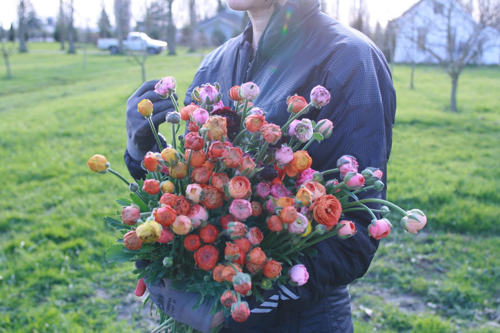 Erin Benzakein with an armload of Ranunculus