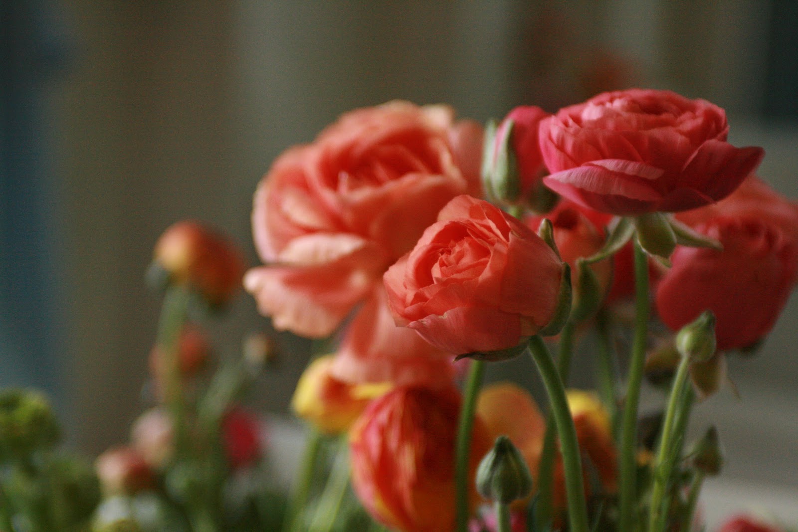 Red flowers