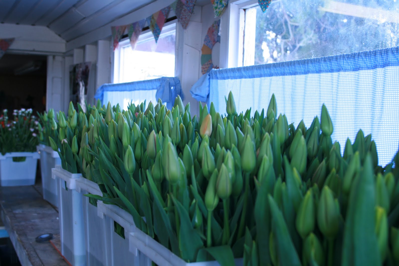 Buckets of tulips