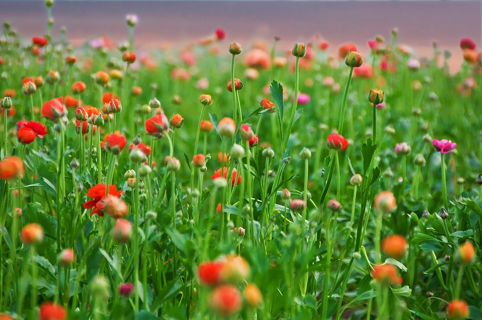 Ranunculus growing in a field