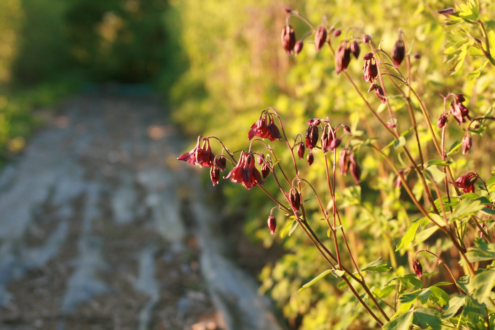 Columbine flowers