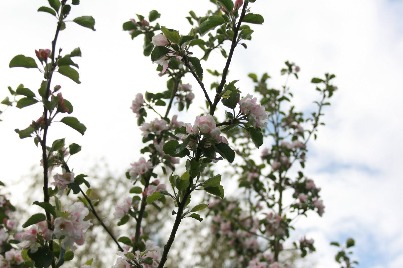 Crab apple blossoms