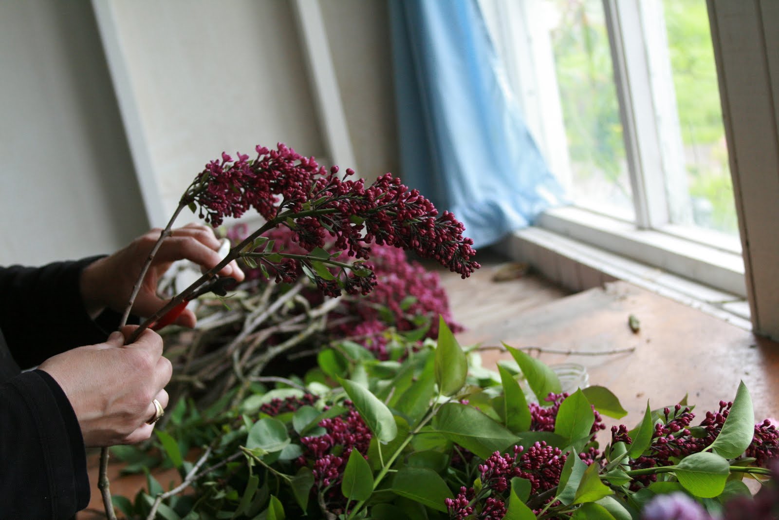 Red lilacs