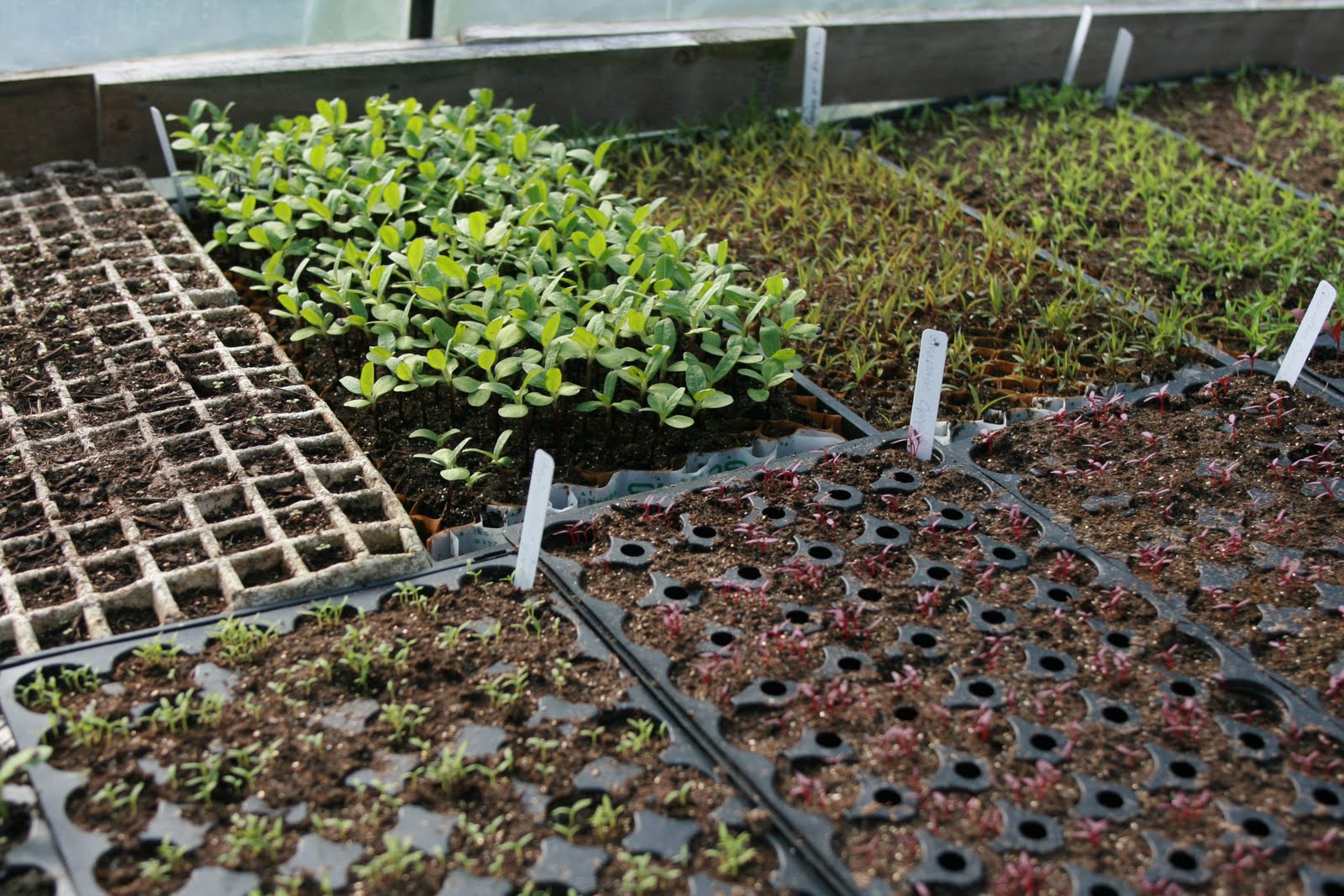 Seedlings in the Floret greenhouse