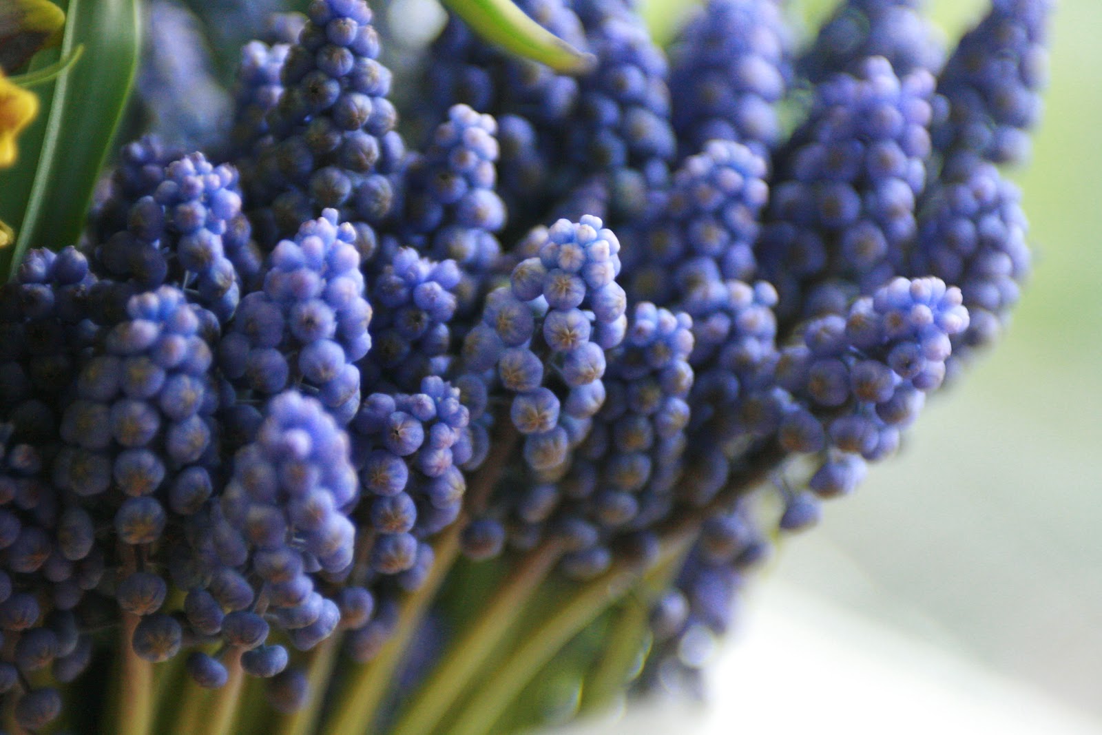 Muscari flowers