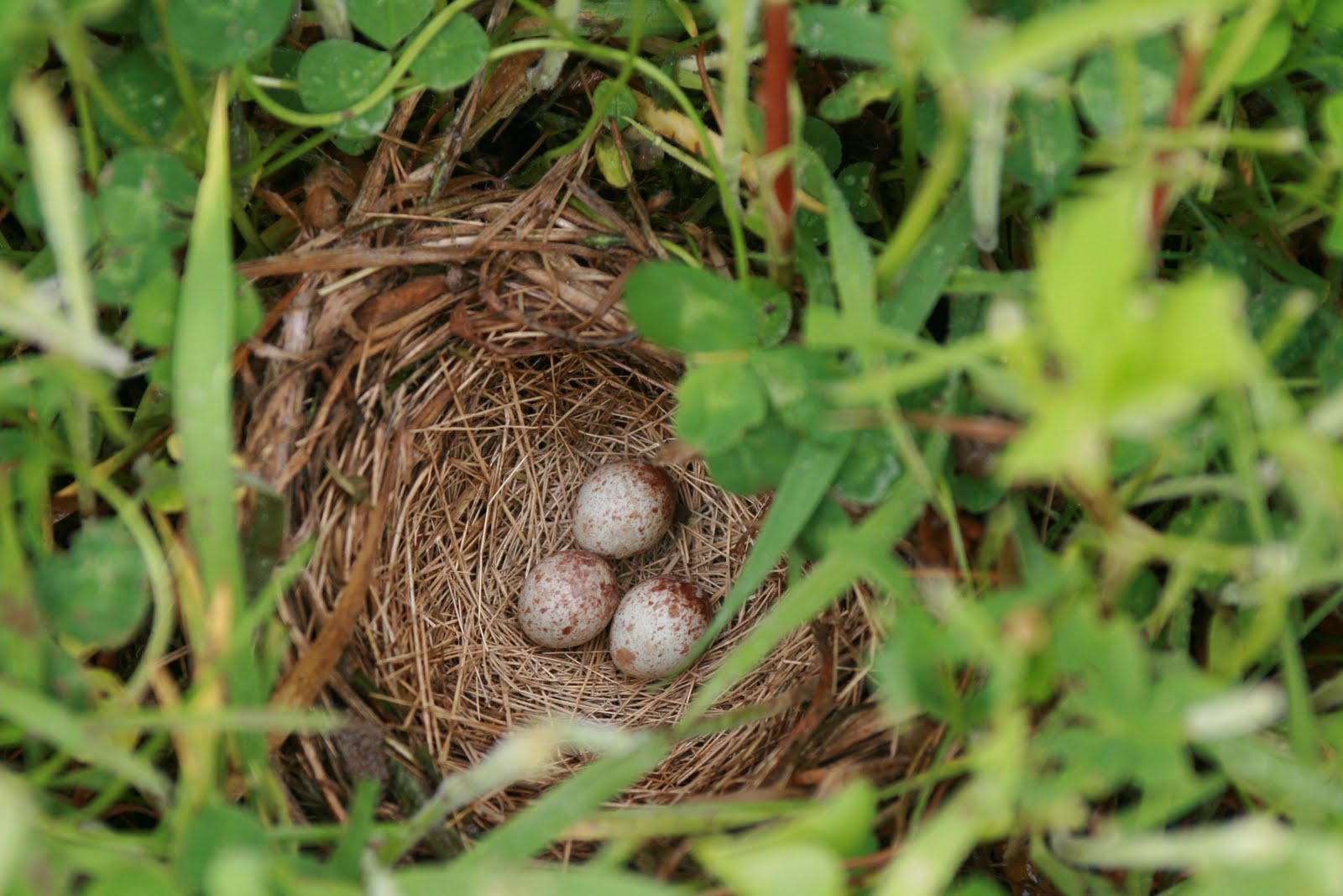 A bird's nest with three eggs