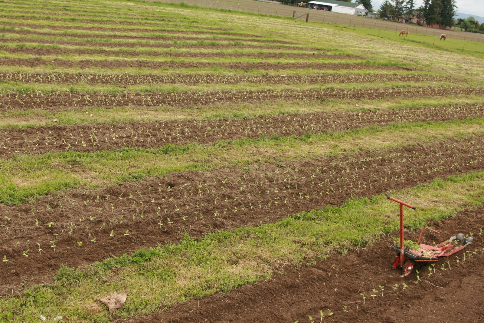 A field of sunflower seedlings
