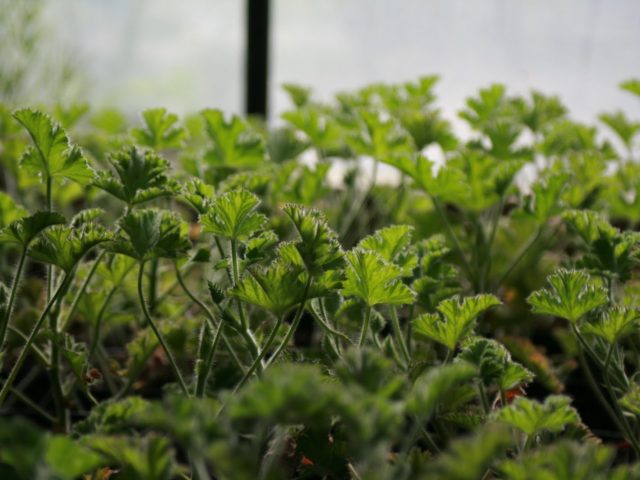 Scented geraniums growing in the greenhouse